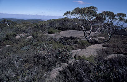 APII jpeg image of Acacia alpina,<br/>Phebalium squamulosum subsp. ozothamnoides  © contact APII
