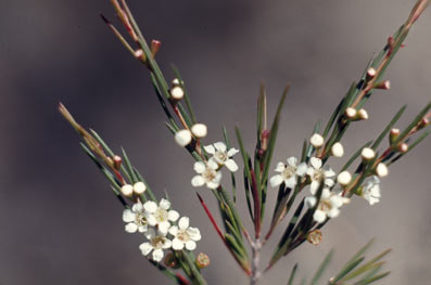APII jpeg image of Baeckea linifolia  © contact APII