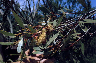 APII jpeg image of Eucalyptus x erythrandra  © contact APII