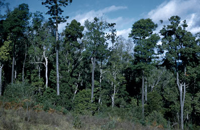 APII jpeg image of Araucaria cunninghamii,<br/>Flindersia australis  © contact APII