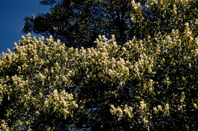 APII jpeg image of Acacia melanoxylon  © contact APII