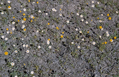 APII jpeg image of Rhodanthe diffusa subsp. leucactina,<br/>Brachyscome chrysoglossa  © contact APII