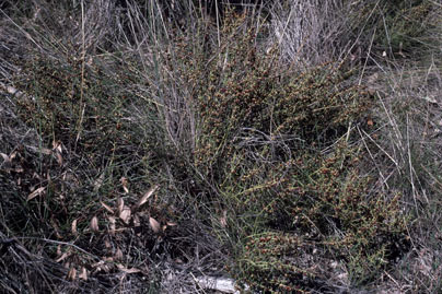 APII jpeg image of Daviesia genistifolia  © contact APII