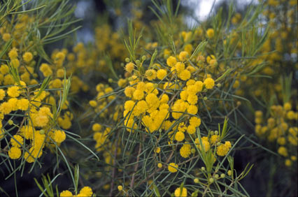 APII jpeg image of Acacia euthycarpa subsp. euthycarpa  © contact APII