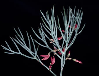 APII jpeg image of Daviesia speciosa  © contact APII