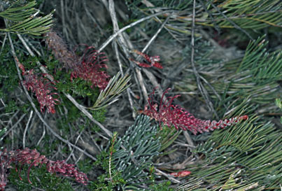 APII jpeg image of Grevillea thyrsoides subsp. thyrsoides  © contact APII