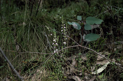 APII jpeg image of Euphrasia collina subsp. paludosa  © contact APII
