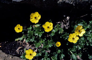 APII jpeg image of Ranunculus graniticolus  © contact APII