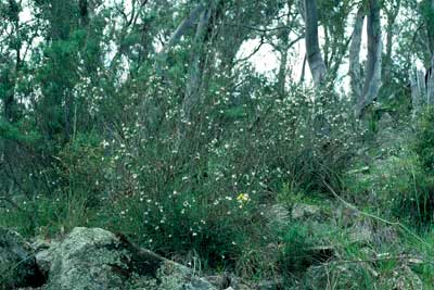 APII jpeg image of Westringia eremicola  © contact APII