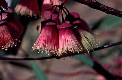 APII jpeg image of Eucalyptus synandra  © contact APII