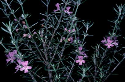 APII jpeg image of Westringia brevifolia var. raleighii  © contact APII