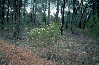 APII jpeg image of Olearia tenuifolia  © contact APII