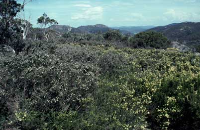 APII jpeg image of Kunzea muelleri,<br/>Leptospermum namadgiensis  © contact APII