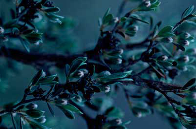 APII jpeg image of Leptospermum jingera  © contact APII