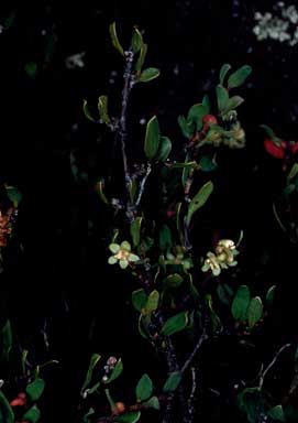 APII jpeg image of Muehlenbeckia tuggeranong  © contact APII