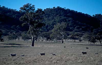 APII jpeg image of Eucalyptus melliodora,<br/>Eucalyptus blakelyi  © contact APII