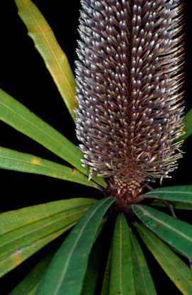 APII jpeg image of Banksia plagiocarpa  © contact APII