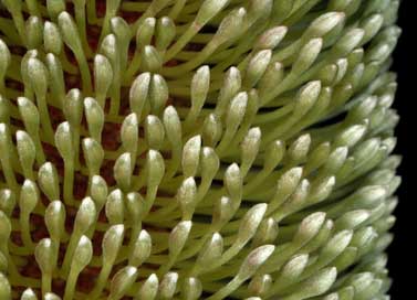 APII jpeg image of Banksia penicillata  © contact APII