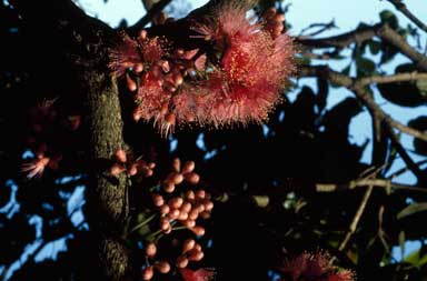 APII jpeg image of Syzygium moorei  © contact APII