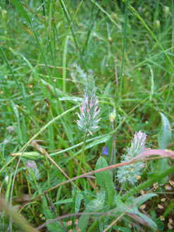 APII jpeg image of Trifolium angustifolium var. angustifolium  © contact APII