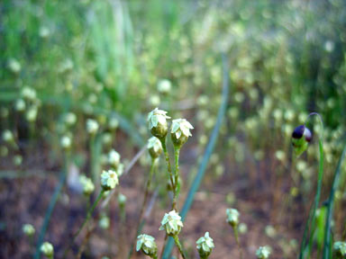 APII jpeg image of Erymophyllum  © contact APII