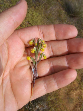 APII jpeg image of Gilberta tenuifolia  © contact APII