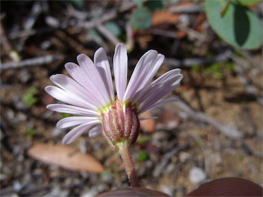 APII jpeg image of Brachyscome spathulata subsp. glabra  © contact APII