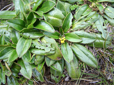 APII jpeg image of Velleia montana  © contact APII