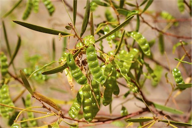 APII jpeg image of Acacia hammondii  © contact APII