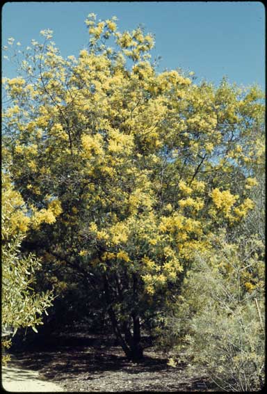 APII jpeg image of Acacia silvestris  © contact APII