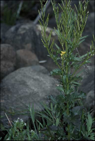 APII jpeg image of Barbarea australis  © contact APII
