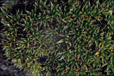APII jpeg image of Colobanthus pulvinatus  © contact APII