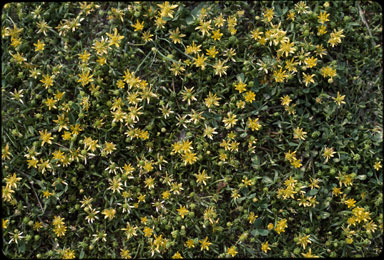 APII jpeg image of Ranunculus papulentis  © contact APII