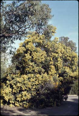 APII jpeg image of Acacia prominens  © contact APII