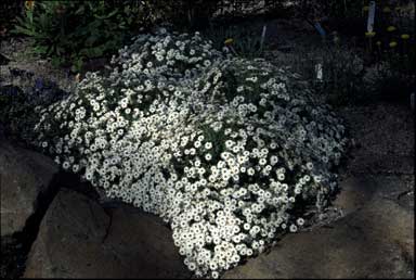 APII jpeg image of Rhodanthe anthemoides 'Paper Cascade'  © contact APII