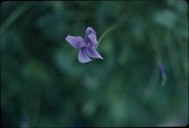 APII jpeg image of Viola hederacea 'Telopea Valley Dweller'  © contact APII