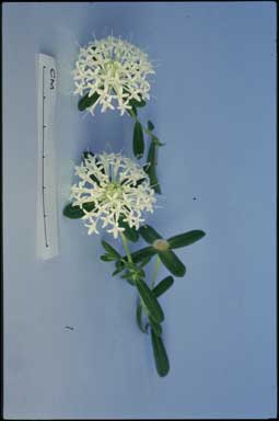 APII jpeg image of Pimelea linifolia 'Diamonte'  © contact APII