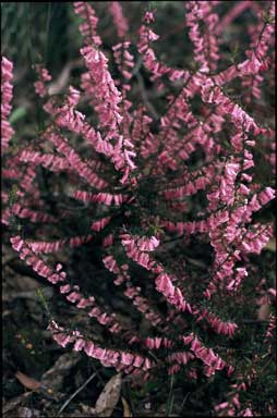 APII jpeg image of Epacris impressa 'Spring Pink'  © contact APII