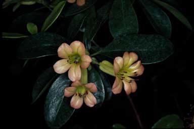 APII jpeg image of Rhododendron kinori x macgregoriae  © contact APII