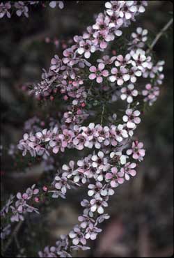 APII jpeg image of Leptospermum polygalifolium 'Pink Cascade'  © contact APII