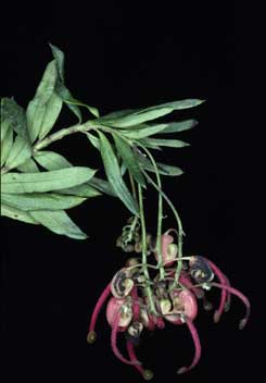APII jpeg image of Grevillea rosmarinifolia 'RP03'  © contact APII