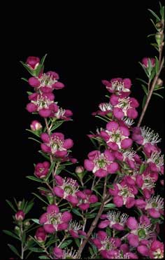 APII jpeg image of Leptospermum 'Tickled Pink'  © contact APII