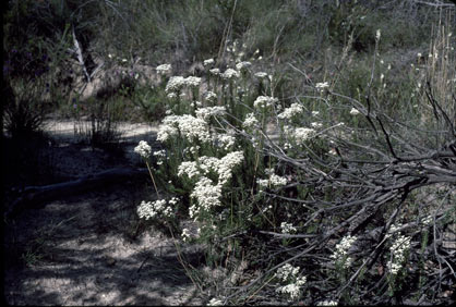 APII jpeg image of Conospermum taxifolium  © contact APII