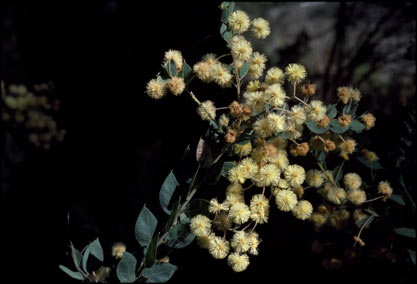 APII jpeg image of Acacia uncinata  © contact APII