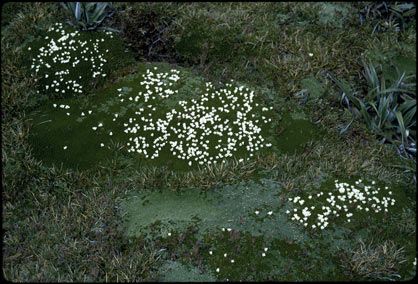 APII jpeg image of Dracophyllum minimum,<br/>Pterygopappus lawrencei  © contact APII