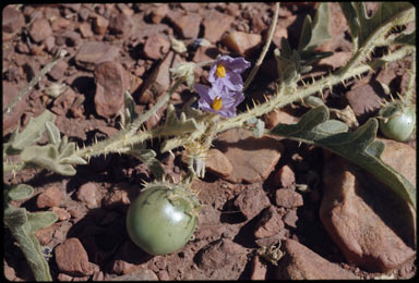 APII jpeg image of Solanum chippendalei  © contact APII