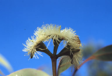 APII jpeg image of Eucalyptus megasepala  © contact APII