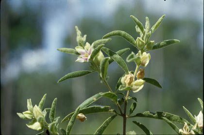 APII jpeg image of Boronia grandisepala subsp. acanthophida  © contact APII