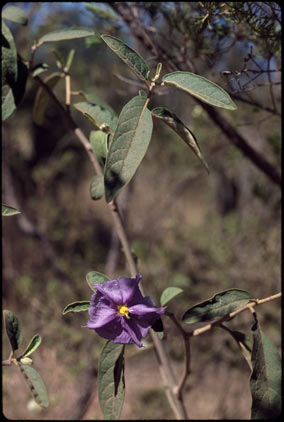 APII jpeg image of Solanum asymmetriphyllum  © contact APII
