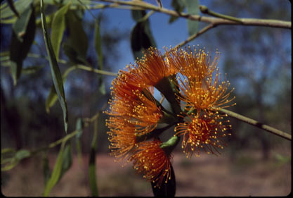 APII jpeg image of Eucalyptus phoenicea  © contact APII